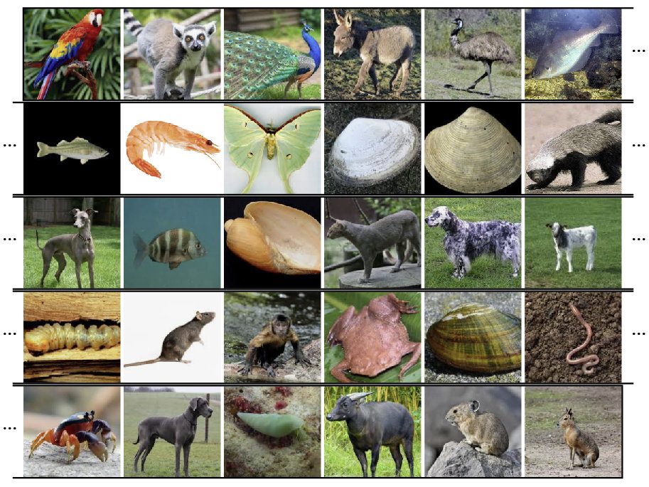 Palindrome formé de trente noms d'animaux